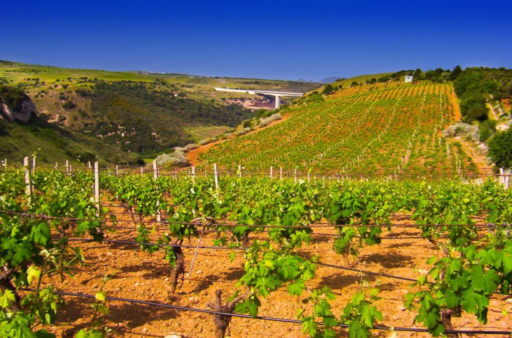 Binza-sito-1920x1267-Binzaesure-azienda-vinicola-vini-Sardegna-Usini-Francesco Manca