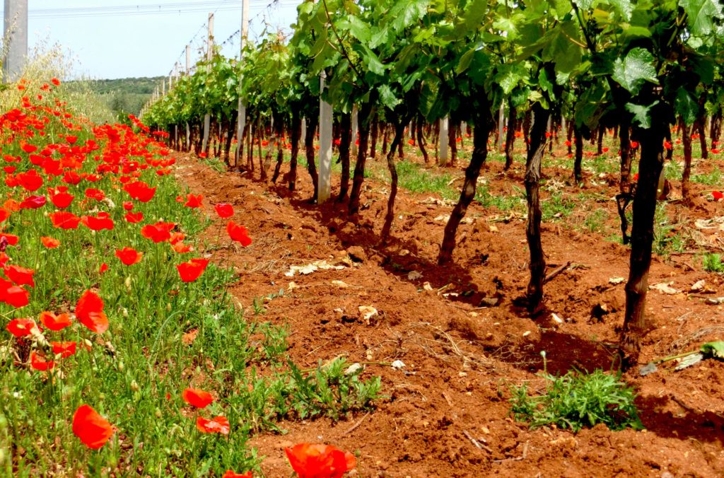 vigna-calaresu-Binzaesure-azienda-vinicola-vini-Sardegna-Usini-Francesco Manca
