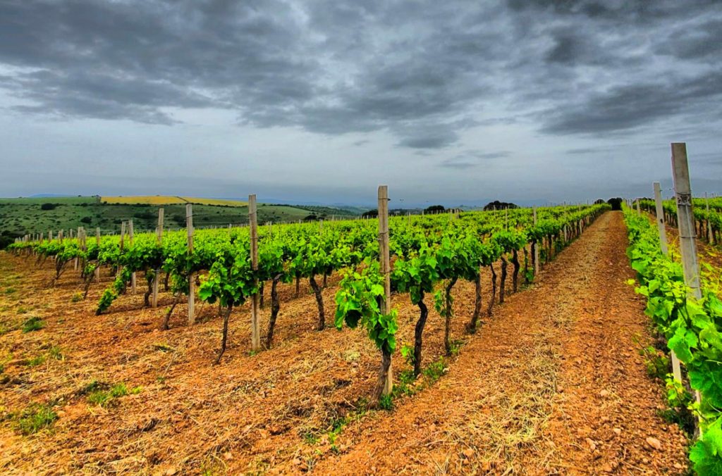 vigna-monte-tumbaru-Binzaesure-azienda-vinicola-vini-Sardegna-Usini-Francesco Manca