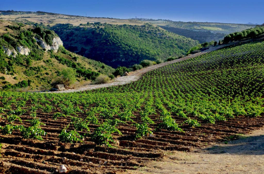 vigna-tuvaones-Binzaesure-azienda-vinicola-vini-Sardegna-Usini-Francesco Manca