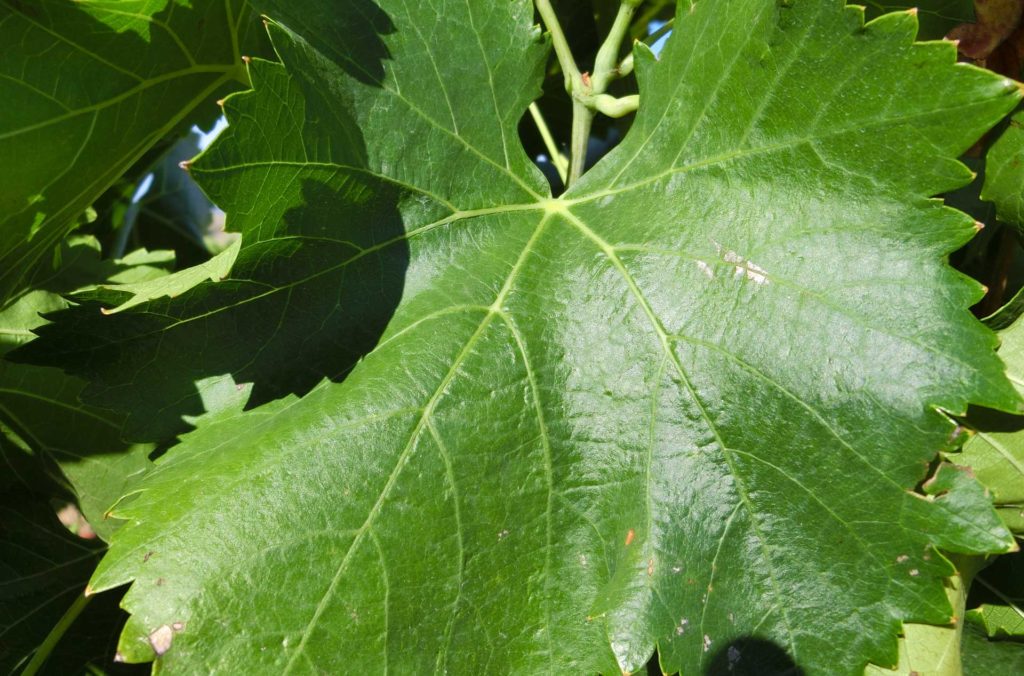 foglia-cannonau-Binzaesure-azienda-vinicola-vini-Sardegna-Usini-Francesco Manca