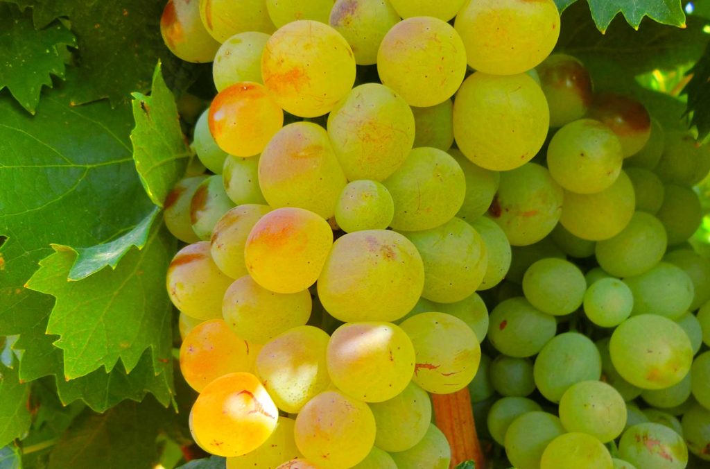 grappolo-vermentino-vitigni-autoctoni-Binzaesure-azienda-vinicola-vini-Sardegna-Usini-Francesco Manca