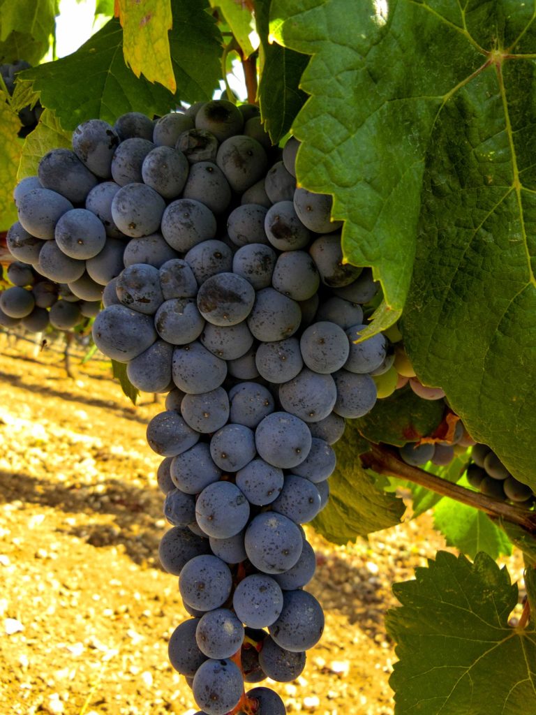 grappolo-Cagnulari-vitigni-autoctoni-Binzaesure-azienda-vinicola-vini-Sardegna-Usini-Francesco Manca