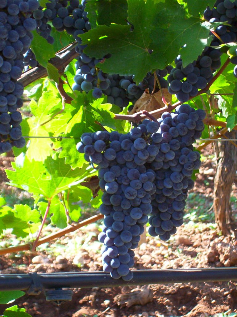 cannonau-grappolo-Binzaesure-azienda-vinicola-vini-Sardegna-Usini-Francesco Manca