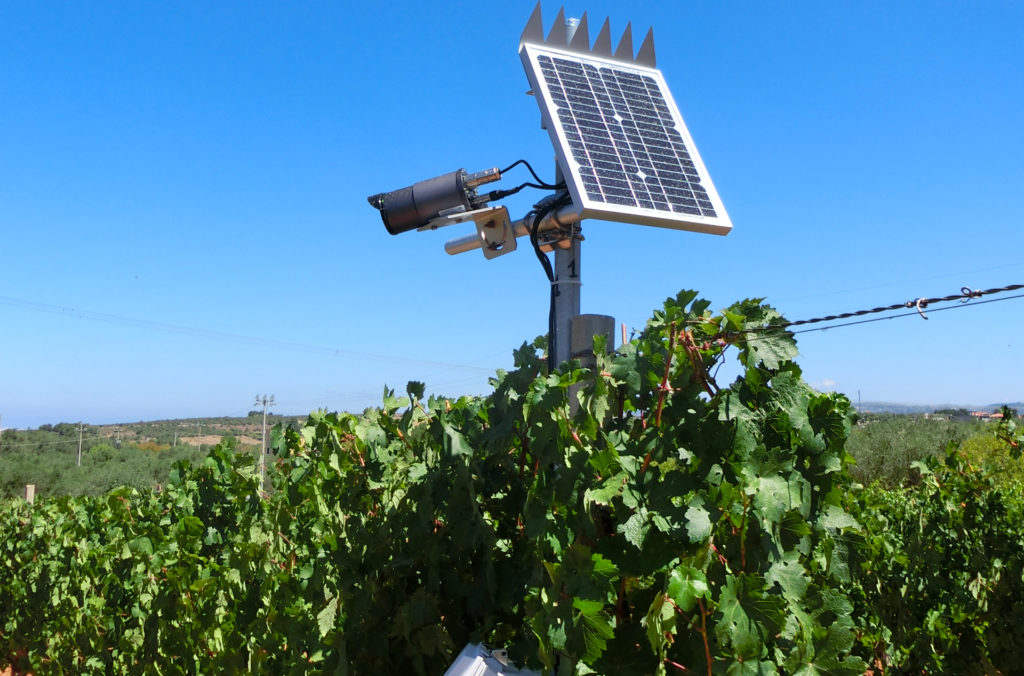 pirapeglias-videocamere-Binzaesure-azienda-vinicola-vini-Sardegna-Usini-Francesco Manca